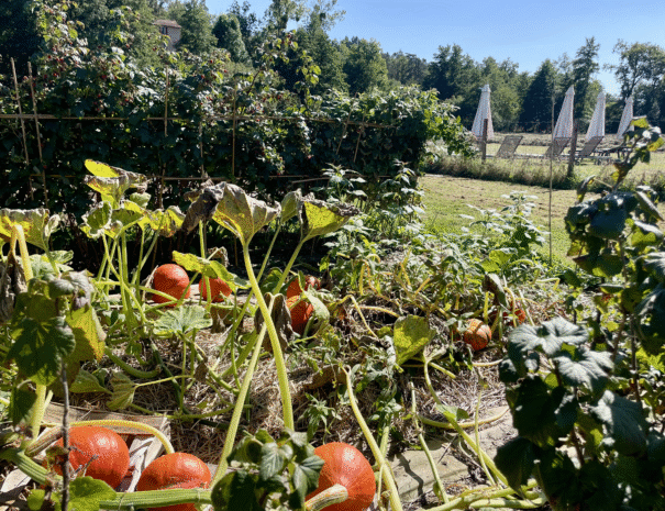 potager lardp