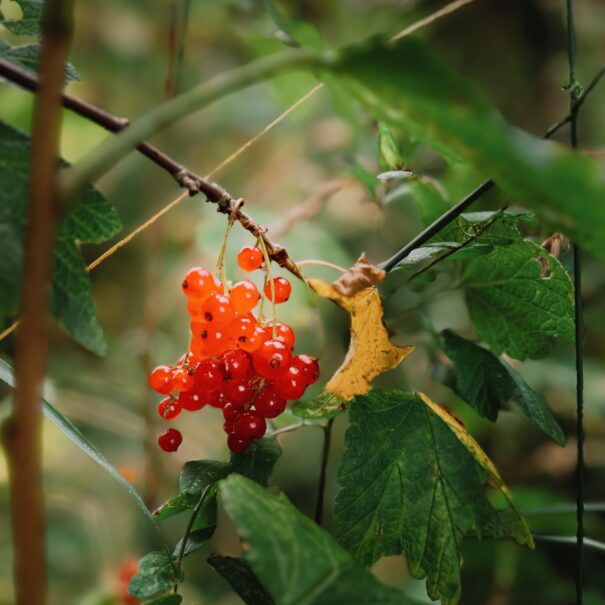 Fruits rouges dans le jardin