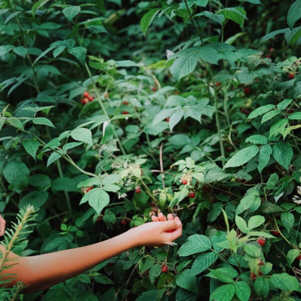 Fruits rouges dans le jardin