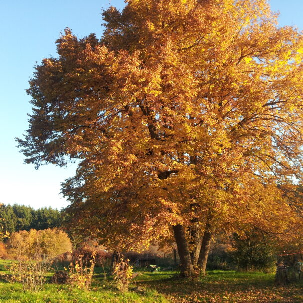 Le grand tilleul à l'automne