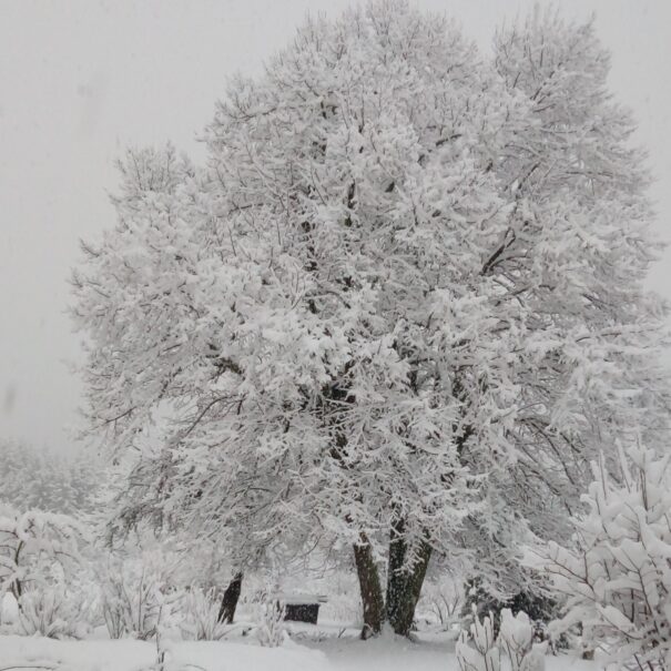 Le grand tilleul en hiver